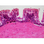 Набір препаратів Bresser 30 шт Histology (Людина)