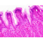 Набір препаратів Bresser 30 шт Histology (Людина)