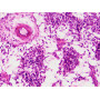 Набір препаратів Bresser 30 шт Histology (Людина)